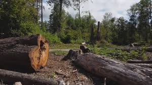 Why Choose Our Tree Removal Services in Thunder Mountain, NM?