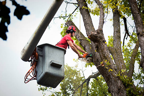 Trusted Thunder Mountain, NM Tree Services Experts